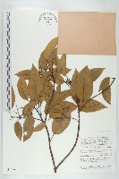 登錄號:S047065藏品圖，第1張