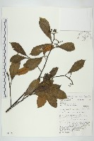 登錄號:S047072藏品圖，第1張