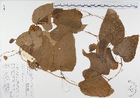 登錄號:S047073藏品圖，第1張