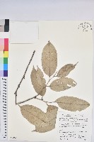 登錄號:S047075藏品圖，第1張