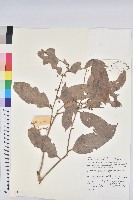 登錄號:S047076藏品圖，第1張