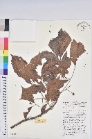 茄苳、重陽木藏品圖，第1張