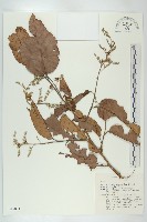 登錄號:S047084藏品圖，第1張