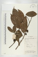 登錄號:S047087藏品圖，第1張