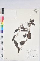 登錄號:S047088藏品圖，第1張