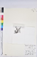 登錄號:S047098藏品圖，第1張