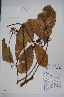 登錄號:S047100藏品圖，第1張