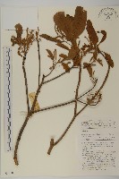 登錄號:S047101藏品圖，第1張