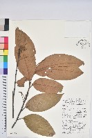 登錄號:S047107藏品圖，第1張