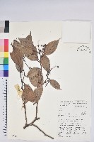 登錄號:S047113藏品圖，第1張