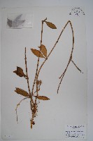 登錄號:S047119藏品圖，第1張