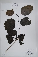 破布子藏品圖，第1張