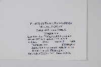 破布子藏品圖，第2張