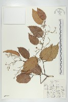 登錄號:S047132藏品圖，第1張