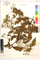 登錄號:S047139藏品圖，第1張