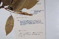 登錄號:S047141藏品圖，第2張