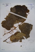 華八角楓藏品圖，第1張