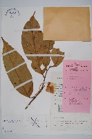 登錄號:S047144藏品圖，第1張