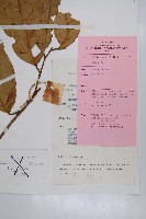 登錄號:S047144藏品圖，第2張