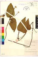 登錄號:S047145藏品圖，第1張