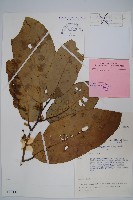 登錄號:S047147藏品圖，第1張