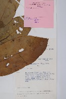 登錄號:S047147藏品圖，第2張