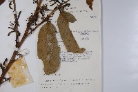 登錄號:S047148藏品圖，第2張