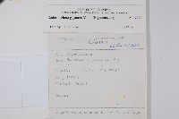 大山菜豆藏品圖，第2張