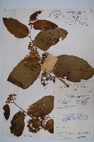 登錄號:S047154藏品圖，第1張