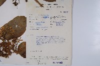 登錄號:S047154藏品圖，第2張