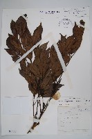 大山菜豆藏品圖，第1張