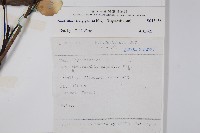 大山菜豆藏品圖，第2張