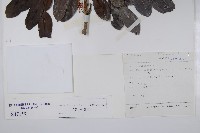 登錄號:S047159藏品圖，第2張