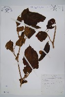 登錄號:S047160藏品圖，第1張