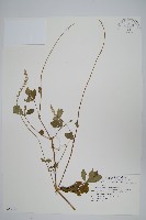 假川牛膝藏品圖，第1張