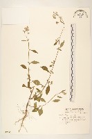 一枝香藏品圖，第1張