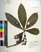 臺灣野牡丹藤藏品圖，第1張