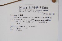 鵝掌柴、江某、鴨腳樹藏品圖，第2張