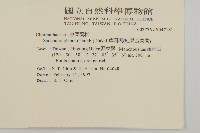 草珊瑚、紅果金粟蘭藏品圖，第2張