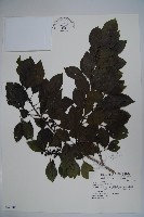 鐵冬青藏品圖，第1張