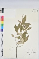 裡白巴豆藏品圖，第1張