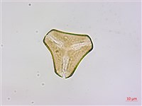 恆春桑寄生藏品圖，第1張