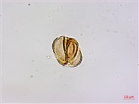 恆春桑寄生藏品圖，第2張