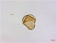 恆春桑寄生藏品圖，第3張