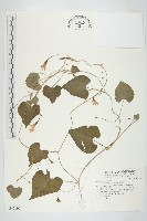 野牽牛藏品圖，第1張