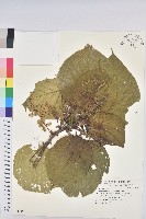 血桐藏品圖，第1張