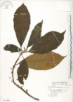 水冬瓜藏品圖，第1張