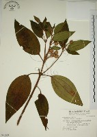 野牡丹藏品圖，第1張