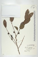 山紅柿藏品圖，第1張