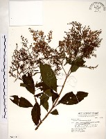 水金京藏品圖，第1張